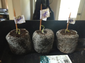 emergent phase two chilli babies