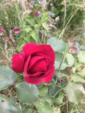 red lost label rose