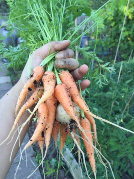 carrots...and a turnip